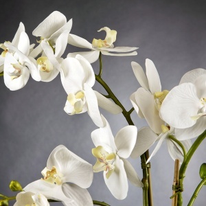 Aranjament floral LIGHT ATOLLO 2 PHALENOPSIS MEDIUM 1141374.95 - Img 2