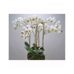 Aranjament floral ORCHID O/SOIL WHITE 83cm 113683 SK