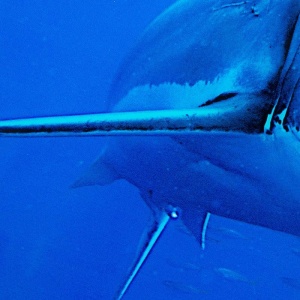 Tablou decorativ imagine imprimata pe sticla, Shark 60x80cm A-37414 VC - Img 3