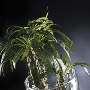 Aranjament floral design LUX, ETERNITY CYLINDER CACTUS 1141794.60 - Img 2