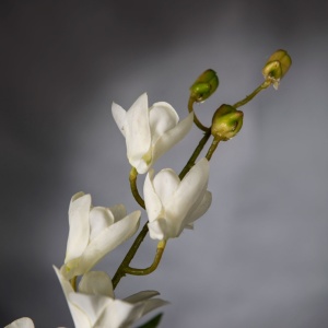 Aranjament floral elegant, design LUX ETERNITY ALFEO CYMBIDIUM - Img 3
