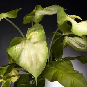 Aranjament floral elegant din anthurium ARRANGEMENT GLAD 1141344.95 - Img 4
