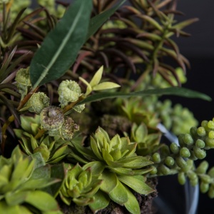 Aranjament floral elegant, design LUX CYMBIDIUM PLANT - Img 2