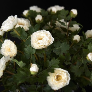 Aranjament floral elegant din bujori albi, BOWL ETERNITY PEONY 1141338.95 - Img 5