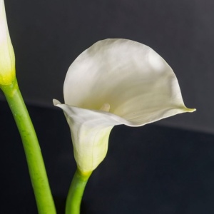 Aranjament floral mediu design LUX CILINDRO CALLA - Img 3