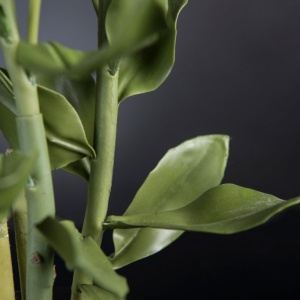 Aranjament floral mediu design LUX SEDUM PLANT - Img 2
