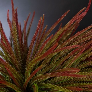 Aranjament floral mediu design LUX SLIMPINE BUSH - Img 2