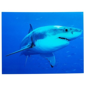 Tablou decorativ imagine imprimata pe sticla, Shark 60x80cm A-37414 VC