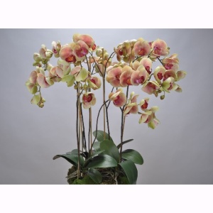 Aranjament floral deosebit ORCHID O/SOIL PINK 83cm 113682 SK