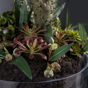 Aranjament floral elegant, design LUX CACTUS GRASS - Img 4