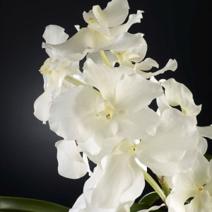 Aranjament floral elegant VANDA 1141013.95 - Img 2