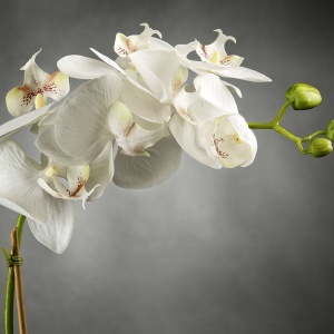 Aranjament floral elegant LIGHT ATOLLO 1 PHALENOPSIS SMALL 1141373.95 - Img 2