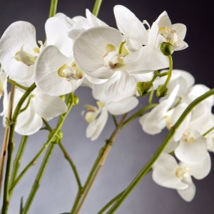 Aranjament floral mare, design LUX PHALENOPSIS PLANT 1141376.95 - Img 2