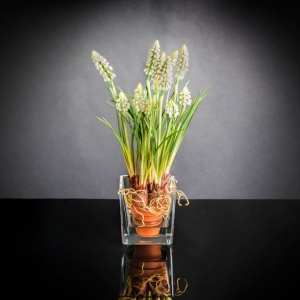 Aranjament floral mic decor festiv design LUX ETERNITY CUBO MUSCARI IN COTTO