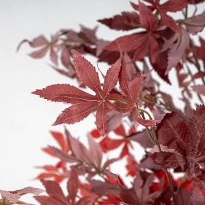 Planta artificiala, Artar rosu H-147cm - Img 4