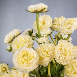 Aranjament floral, decor festiv design LUX, BABILON RANUNCOLO Small 50cm, alb - Img 3