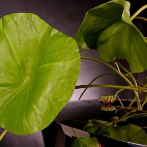 Aranjament floral design LUX, NELUMBO DANCE 200cm 1141485.60 - Img 2