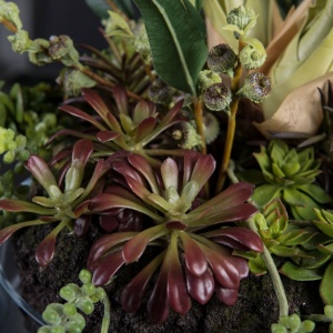 Aranjament floral elegant, design LUX CYMBIDIUM PLANT - Img 3