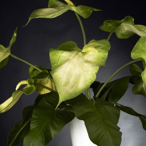 Aranjament floral elegant din anthurium ARRANGEMENT GLAD 1141344.95 - Img 2