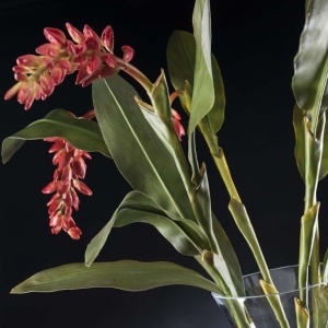 Aranjament floral elegant ETERNITY BOWL CLASSIC WEEPING 1141796.30 - Img 2