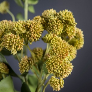 Aranjament floral mediu design LUX SEDUM PLANT - Img 3
