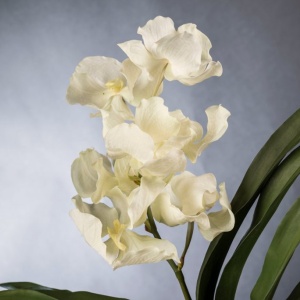 Aranjament floral mediu design LUX VANDA CLUMP - Img 2