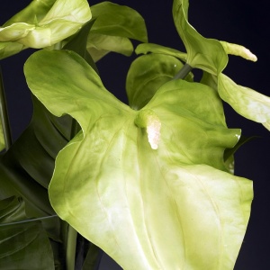 Aranjament floral design LUX ANTHURIUM 1141343.95 - Img 2