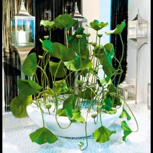 Aranjament floral disponibil cu baza in diverse culori, ROUND BOWL LOTUS 150cm 1141511.95 150cm - Img 2