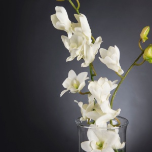 Aranjament floral elegant, design LUX ETERNITY DENDROBIUM ORCHID PLANT - Img 3