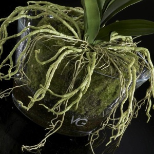 Aranjament floral elegant NEW PLANT VANDA 1141133.95 - Img 2