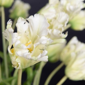 Aranjament floral mare decor festiv design LUX SERENA PARROT TULIP - Img 2