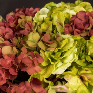 Aranjament floral mediu design LUX FAZZOLETTO HYDRANGEA - Img 4
