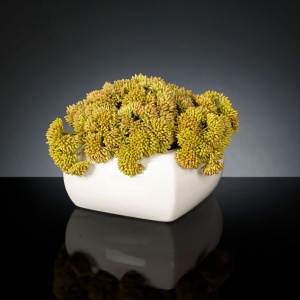 Aranjament floral mic decor festiv design LUX SEDUM PLANT
