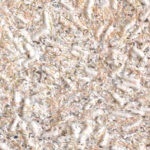 Tapet Lichid Bianco, Almond, Nr. 1