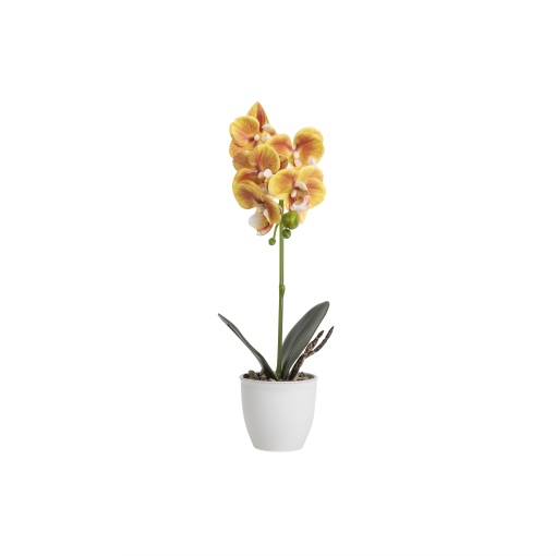 Orhidee naturala Zilan, ghiveci ceramic alb, diametru 8cm, inaltime 32cm, CD5145_Galben