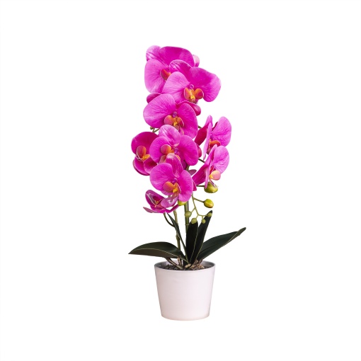Orhidee naturala Zilan, ghiveci ceramic alb, H 47 cm, aranjament elegant, CD4838-fuscia