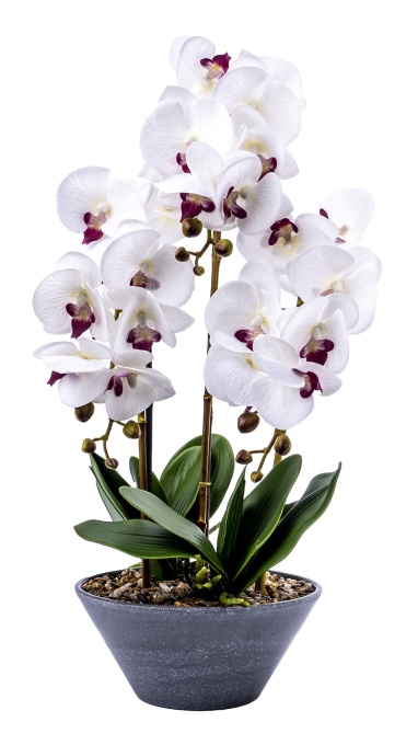 Aranjament floral Zilan, orhidee 3 fire, in ghiveci ceramic gri, H 50 cm, 850 g, CD4077_Alb