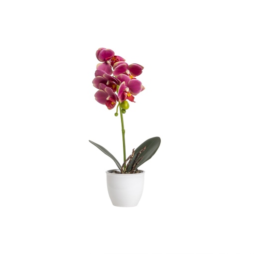 Orhidee in ghiveci ceramic alb, diametru 8cm, H 32cm, Zilan, CD5145_Fucsia