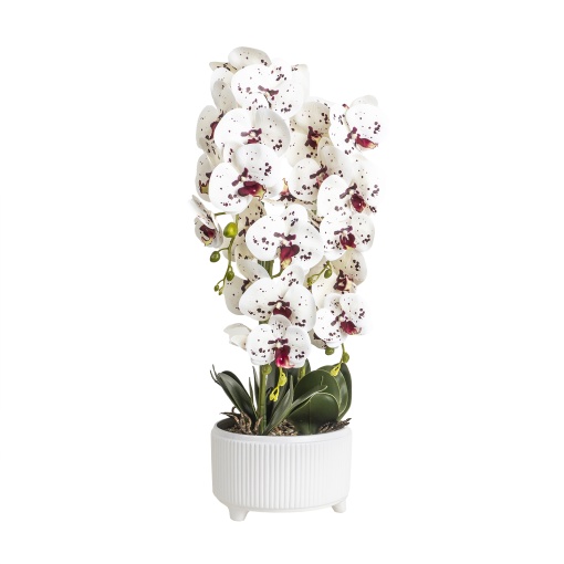 Orhidee naturala in ghiveci ceramic alb, 22cm x 22cm x 70cm, Zilan, CD5147_Alb-grena