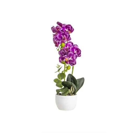 Orhidee naturala in ghiveci ceramic alb 9cm, H 36cm, elegant, Zilan, CD5148_Mov