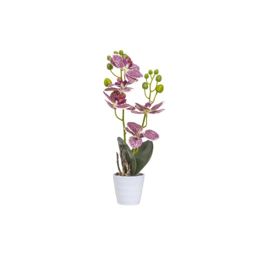 Orhidee Zilan in ghiveci ceramic alb, 7cm diametru, 34cm inaltime, CD5150_Multicolor
