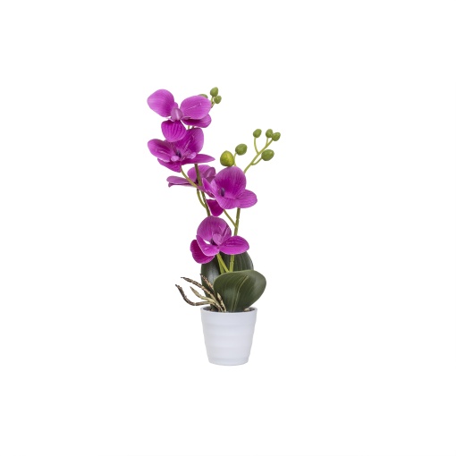 Orhidee naturala in ghiveci ceramic alb, D7cm, H34cm, Zilan, CD5150_Fucsia