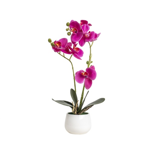 Orhidee naturala Zilan, ghiveci ceramic alb, 10cm diametru, 42cm inaltime, CD5146_Fucsia