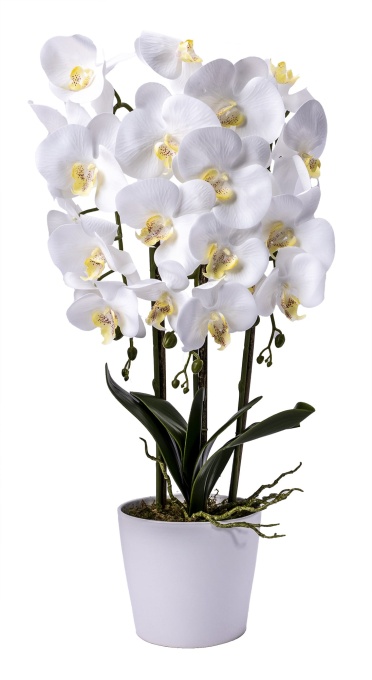 Orhidee 3 fire Zilan in ghiveci ceramic alb, 70 cm, elegant, interior/exterior, CD4690_Alb