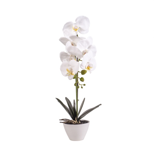 Orhidee naturala Zilan, in ghiveci ceramic alb, H 47 cm, aranjament elegant, CD3545-alb