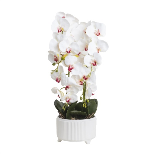 Orhidee naturala in ghiveci ceramic alb, 22 cm diametru, 70 cm inaltime, Zilan, CD5147_Alb