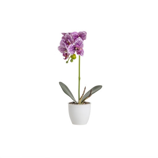 Orhidee Zilan in ghiveci ceramic alb, 8cm diametru, 32cm inaltime, CD5145_Mov