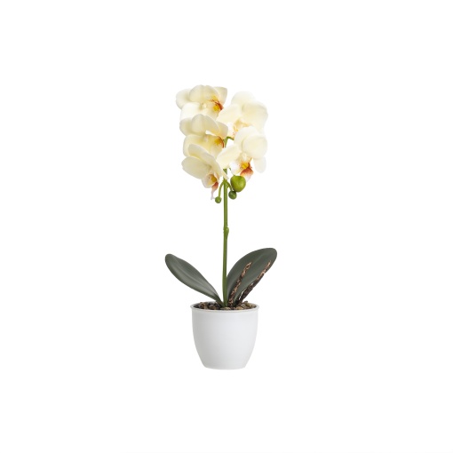 Orhidee naturala Zilan in ghiveci ceramic alb, diametru 8cm, inaltime 32cm, CD5145_Albivoire