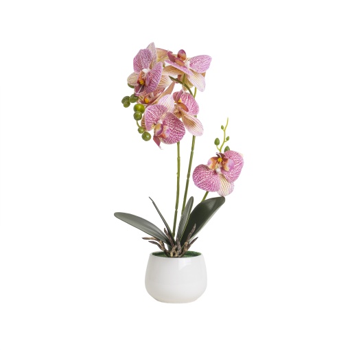 Aranjament elegant orhidee Zilan, ghiveci alb ceramica, aspect natural, 100% natural, dimensiuni (L x l x h), CD5146_Multicolor