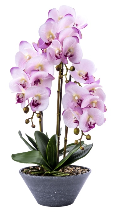 Orhidee 3 fire Zilan, aspect natural, ghiveci ceramic gri, H 50 cm, 850 g, CD4077_Lila